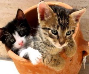 yapboz Vazo içinde iki kedi